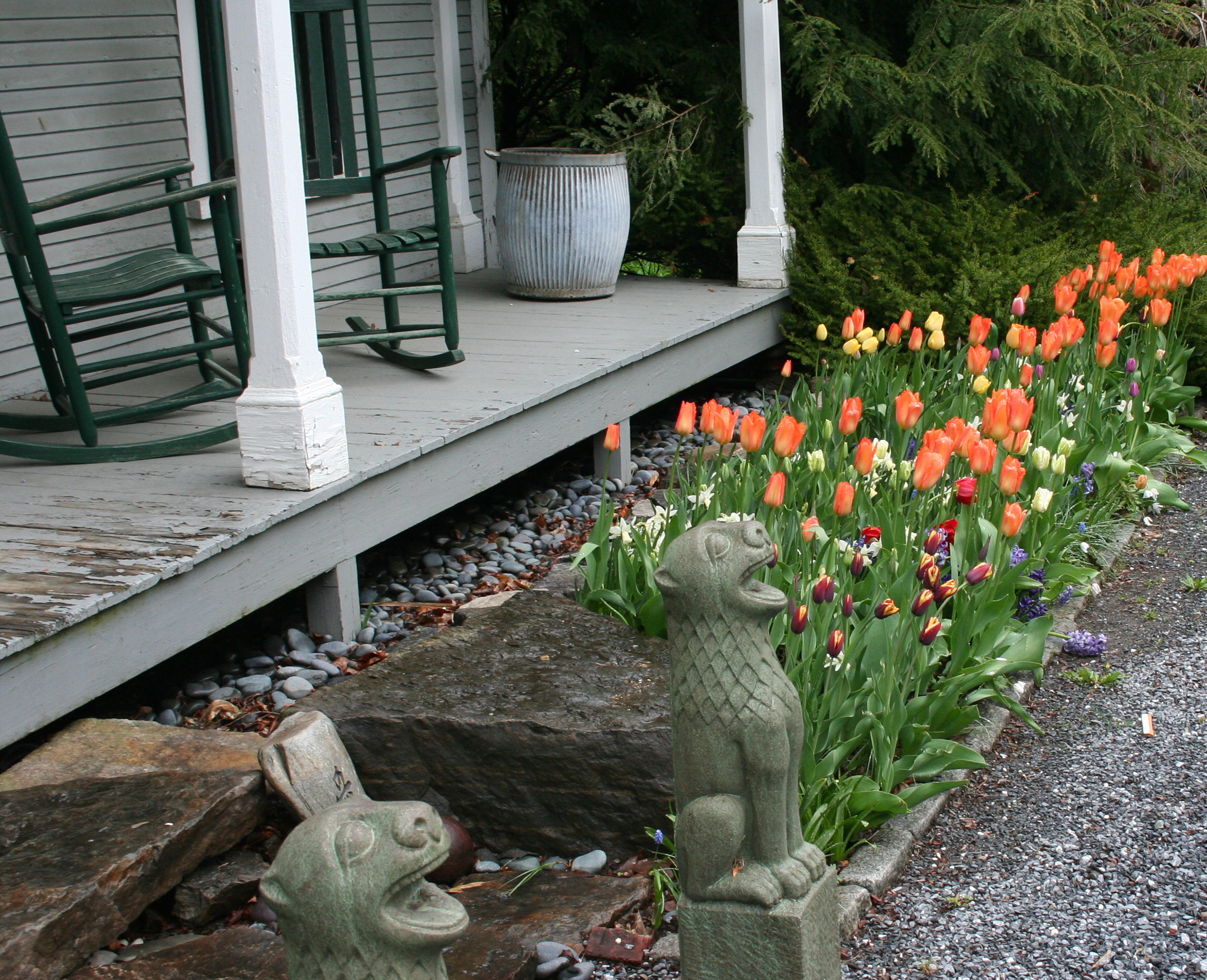 Tulip home garden