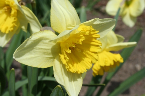 what’s blooming… » Narcissus St Patrick’s Day