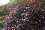 Rhododendron ‘Aglo’