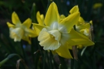 Narcissus ‘Hillstar’