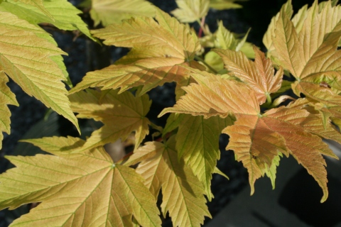 Acer pseudoplantanus 'Nizetti'