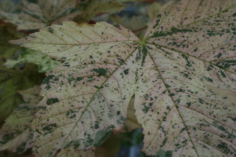 Acer pseudoplatanus 'Brilliantissimum'